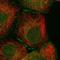 Zinc Finger Protein 16 antibody, NBP1-81343, Novus Biologicals, Immunocytochemistry image 