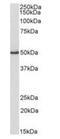 Vasodilator Stimulated Phosphoprotein antibody, orb233651, Biorbyt, Western Blot image 