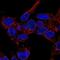 Multivesicular Body Subunit 12B antibody, NBP2-13979, Novus Biologicals, Immunofluorescence image 