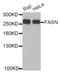 FAS antibody, abx004793, Abbexa, Western Blot image 