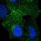 G Protein-Coupled Receptor 156 antibody, HPA028644, Atlas Antibodies, Immunocytochemistry image 