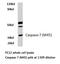 Caspase 7 antibody, AP20648PU-N, Origene, Western Blot image 