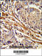 Adenine Phosphoribosyltransferase antibody, 61-584, ProSci, Immunofluorescence image 