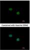Forkhead box protein E1 antibody, NBP1-32842, Novus Biologicals, Immunocytochemistry image 
