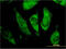 Max-like protein X antibody, LS-C198316, Lifespan Biosciences, Immunofluorescence image 
