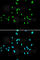 Nuclear Receptor Subfamily 5 Group A Member 2 antibody, A5766, ABclonal Technology, Immunofluorescence image 