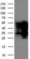 TAL BHLH Transcription Factor 1, Erythroid Differentiation Factor antibody, TA503899S, Origene, Western Blot image 