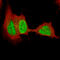 SRY-Box 4 antibody, AMAb91380, Atlas Antibodies, Immunofluorescence image 