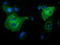 Phosphoinositide-3-Kinase Adaptor Protein 1 antibody, TA501692, Origene, Immunofluorescence image 