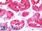 Claudin 14 antibody, LS-B10775, Lifespan Biosciences, Immunohistochemistry frozen image 