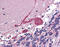 ADP Ribosylation Factor 6 antibody, ARP54598_P050, Aviva Systems Biology, Immunohistochemistry frozen image 