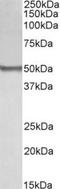 BLK Proto-Oncogene, Src Family Tyrosine Kinase antibody, TA311214, Origene, Western Blot image 