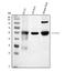 Cytochrome P450 Family 1 Subfamily A Member 2 antibody, PB9545, Boster Biological Technology, Western Blot image 