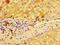 Metastasis-associated in colon cancer protein 1 antibody, CSB-PA761627LA01HU, Cusabio, Immunohistochemistry frozen image 