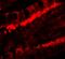 Kringle Containing Transmembrane Protein 1 antibody, A10759, Boster Biological Technology, Immunofluorescence image 