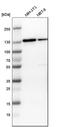 Kinesin-like protein KIF11 antibody, HPA010568, Atlas Antibodies, Western Blot image 