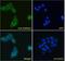 ADAM Metallopeptidase Domain 12 antibody, NB300-889, Novus Biologicals, Immunocytochemistry image 