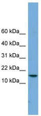 PAGE Family Member 4 antibody, TA346449, Origene, Western Blot image 