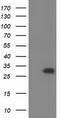 Pyrroline-5-Carboxylate Reductase 2 antibody, TA501876, Origene, Western Blot image 