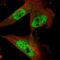 KIAA0556 antibody, HPA035090, Atlas Antibodies, Immunofluorescence image 