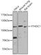YTH Domain Containing 1 antibody, 22-860, ProSci, Western Blot image 