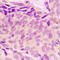 Ribosomal Protein L37a antibody, LS-C358289, Lifespan Biosciences, Immunohistochemistry frozen image 