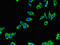 B1AR antibody, CSB-PA001391LA01HU, Cusabio, Immunofluorescence image 