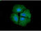 Peptidyl-prolyl cis-trans isomerase D antibody, GTX57711, GeneTex, Immunofluorescence image 