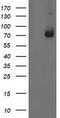 LIM Domain Kinase 1 antibody, CF502977, Origene, Western Blot image 