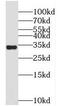 Max-like protein X antibody, FNab05222, FineTest, Western Blot image 