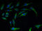 60S ribosomal protein L27 antibody, A52708-100, Epigentek, Immunofluorescence image 