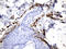 Coagulation Factor XIII A Chain antibody, UM800135CF, Origene, Immunohistochemistry frozen image 