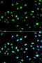LETM1 Domain Containing 1 antibody, LS-C335200, Lifespan Biosciences, Immunofluorescence image 