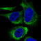 Heat Shock Protein 90 Beta Family Member 1 antibody, AMAb91019, Atlas Antibodies, Immunocytochemistry image 