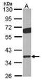 G Protein Subunit Beta 2 antibody, PA5-30047, Invitrogen Antibodies, Western Blot image 