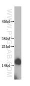 Synaptojanin-2-binding protein antibody, 15666-1-AP, Proteintech Group, Western Blot image 