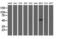 U2AF Homology Motif Kinase 1 antibody, M07817, Boster Biological Technology, Western Blot image 