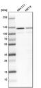 Splicing Factor 3a Subunit 1 antibody, HPA000690, Atlas Antibodies, Western Blot image 