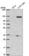 Dermatan Sulfate Epimerase Like antibody, NBP2-56370, Novus Biologicals, Western Blot image 