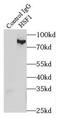 Heat Shock Transcription Factor 1 antibody, FNab04036, FineTest, Immunoprecipitation image 