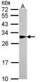 Sepiapterin Reductase antibody, PA5-22293, Invitrogen Antibodies, Western Blot image 