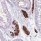 Glutamate Rich 4 antibody, HPA048484, Atlas Antibodies, Immunohistochemistry paraffin image 