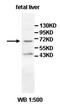 AarF Domain Containing Kinase 2 antibody, orb77814, Biorbyt, Western Blot image 