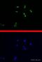 Homeobox protein DLX-2 antibody, ab30339, Abcam, Immunofluorescence image 