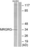 MAS Related GPR Family Member G antibody, LS-C120745, Lifespan Biosciences, Western Blot image 