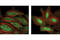 Heat shock 70 kDa protein 1A/1B antibody, 4873S, Cell Signaling Technology, Immunofluorescence image 