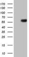 Steroid hormone receptor ERR2 antibody, CF805749, Origene, Western Blot image 