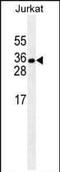 ELAV Like RNA Binding Protein 1 antibody, MA5-18111, Invitrogen Antibodies, Western Blot image 