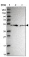 Required For Meiotic Nuclear Division 5 Homolog B antibody, PA5-61588, Invitrogen Antibodies, Western Blot image 