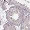 Sperm Associated Antigen 17 antibody, NBP1-93840, Novus Biologicals, Immunohistochemistry paraffin image 